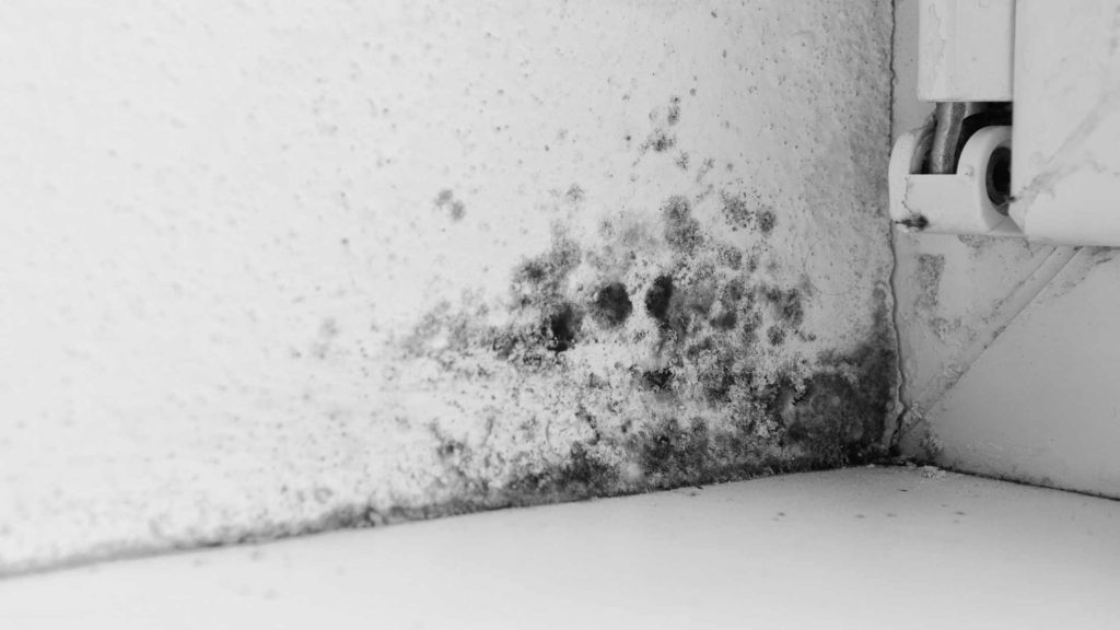 black mould dangers